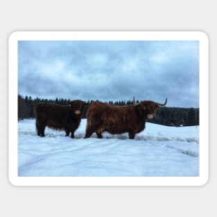 Scottish Highland Cattle Cow and Calf 1637 Sticker